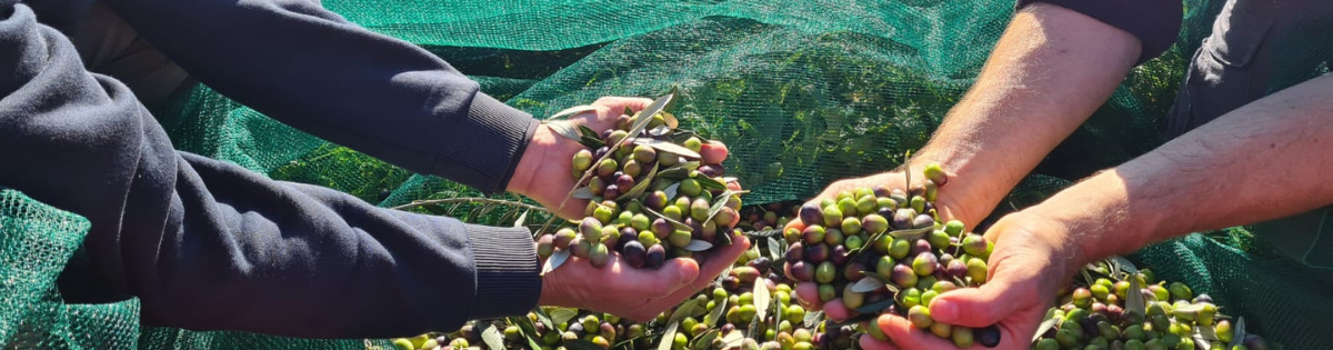 comunità raccolta olive