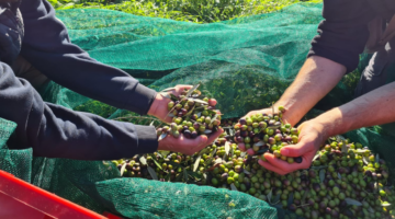 comunità raccolta olive