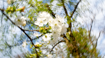 Mi vedi male? Tra Movimento e Radici. Adolescenza e Natura attraverso la Fotografia