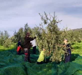 raccolta olive comunità (2)